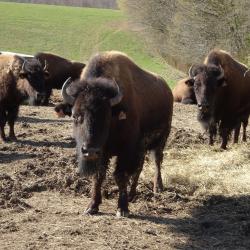 Planet&#039;Bison - Ferme de la Marquise - produits bisons
